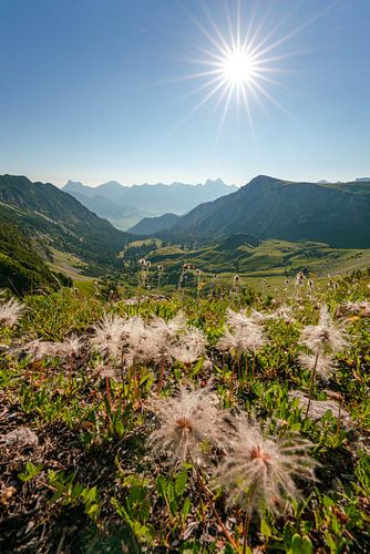 Bloemrijk uitzicht op de bergen van Tannheim