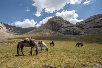 Des chevaux dans l'herbe sur Mickéle Godderis