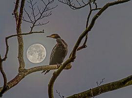 Gazing at the moon von Irene Lommers