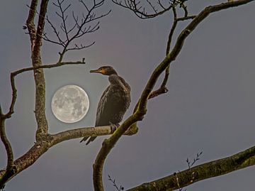 Gazing at the moon by Irene Lommers