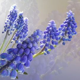 Blue grape in sunlight by Carla Baartman - Fun and Digital Art