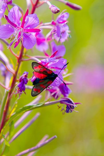 sint jacobs vlinder in de natuur op Ameland  par Janna-Jacoba van der Laag