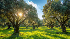 Sonnenstrahlen zwischen alten Olivenbäumen von True Nature Art