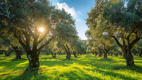 Zonnestralen tussen oude olijfbomen