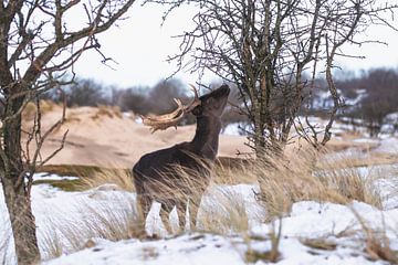 Fallow deer with antlers in the snow by Anne Zwagers