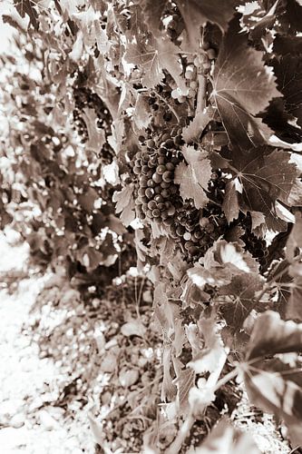 Wijnrank in zwart wit verticaal