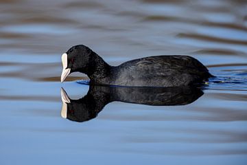 Blässhuhn (Fulica atra) von Dirk Rüter