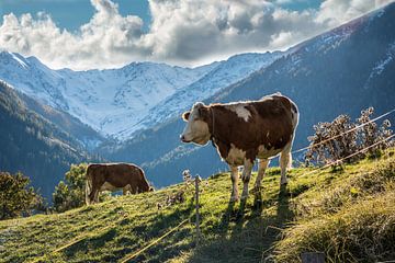 Koeien op de weide in Obermauern, Virgental van Christian Müringer