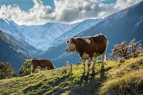Koeien op de weide in Obermauern, Virgental