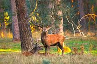 The Veluwe by G. van Dijk thumbnail