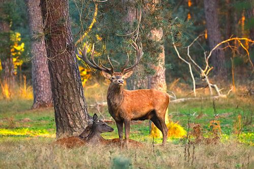 La Veluwe sur G. van Dijk