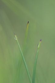 Gras van Robert Wiggers