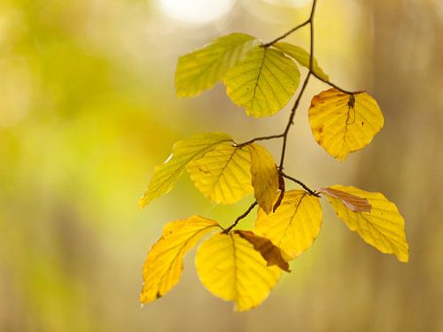 Beukenblad in herfstkleur