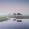 koeien in de mist van Arjan Keers