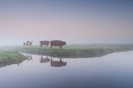koeien in de mist van Arjan Keers thumbnail