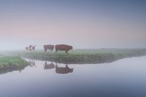 koeien in de mist