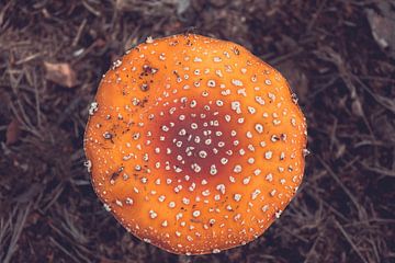 Mushrooms by Autumn morning van Léonie Spierings