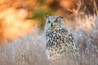 Eagle owl sitting in the grass in a forest by Nature in Stock thumbnail