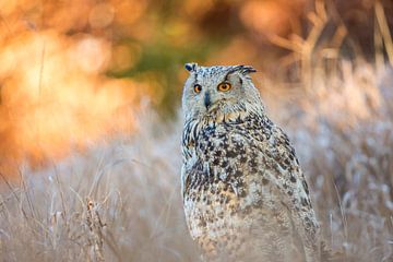 Eagle owl sitting in the grass in a forest by Nature in Stock