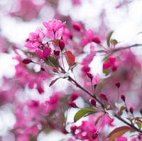 Bloesem in roze 3
