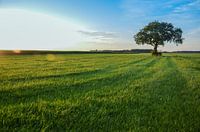 Meighty tree in the field