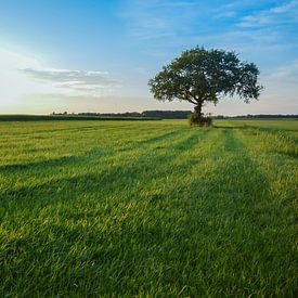 Grand arbre dans le champ sur Jeroen Smit