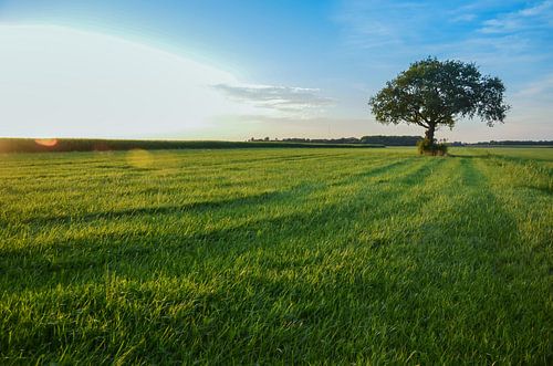 Grand arbre dans le champ sur Jeroen Smit