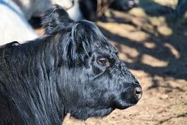 Une vue de la tête d'une magnifique vache'