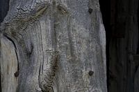Die Struktur und die Details einer verwitterten Holztür