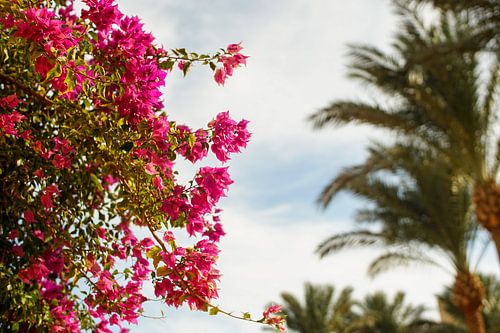 Bloemenpracht in Egypte