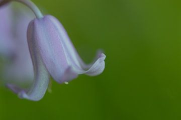 Wild Hyacinth van Esther Ehren