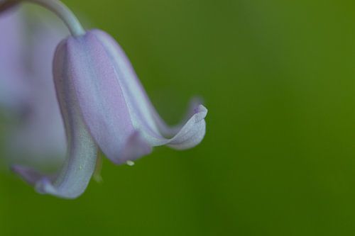 Wild Hyacinth