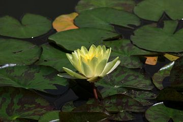 Waterlelie bloem