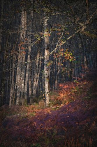 Autumn Woodland
