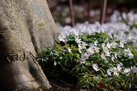bosanemoon een stinzenplant in een beukenbos by Peter Buijsman