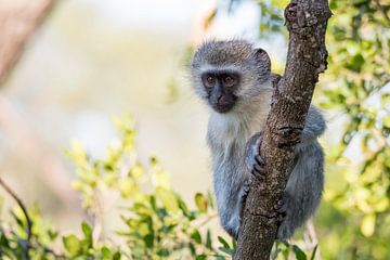 Curious velvet monkey by Jack Koning