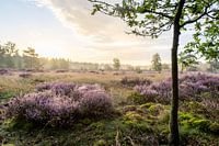 Die Veluwse Heide