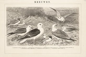 Antique engraving with Seagulls by Studio Wunderkammer