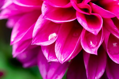 waterdruppels in het roze van de dahlia