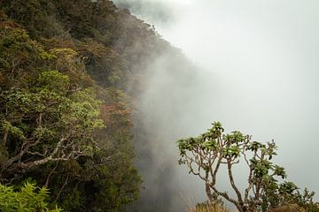 Brouillard dans la jungle - Sri Lanka sur Sebastiaan Bergacker