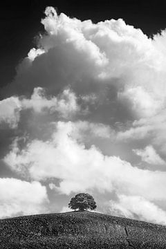 Prachtig gegroeide boom met bewolkte lucht in zwart-wit van Manfred Voss, Schwarz-weiss Fotografie