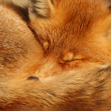 Portrait d'un renard roux. sur Menno Schaefer