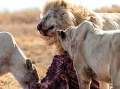 Lion series "Dinner" 1 by Rob Smit thumbnail