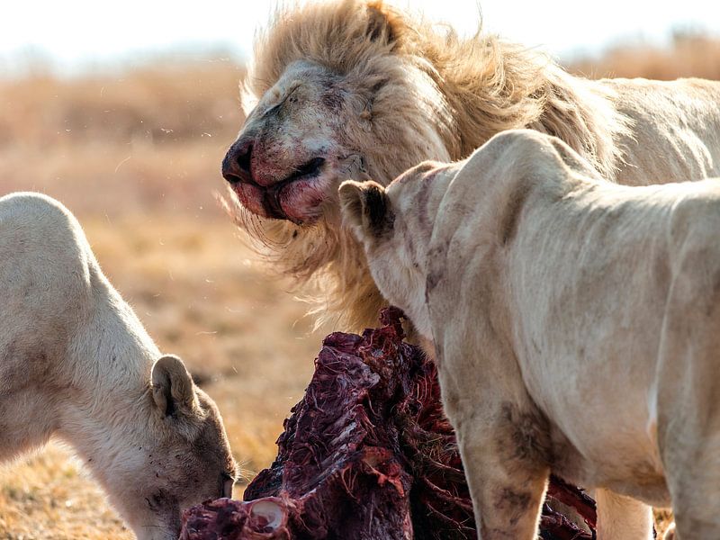 Lion series "Dinner" 1 by Rob Smit