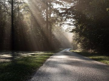 Zonneharpen door de bomen op een verlaten weggetje van Robin Jongerden