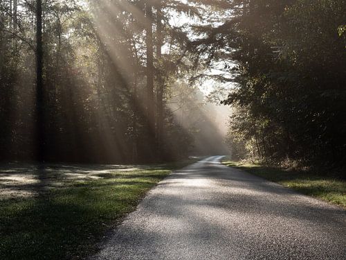 Zonneharpen door de bomen op een verlaten weggetje