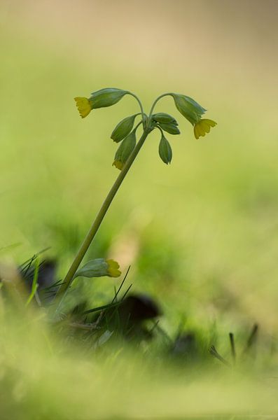 key by Margriet Louwen