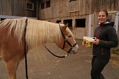 Fotoshoot met lichtbruine Haflinger met beige manen