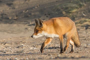 Fox by Carla Eekels