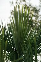 Morning sun through palm leaves - Spain